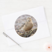 Sticker Rond Beau bécasseau à poils cassés à la plage (Enveloppe)