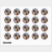 Sticker Rond Beau bleu Eyed Kitty (Feuille)