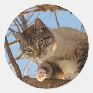 Sticker Rond Beau bleu Eyed Kitty