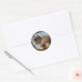 Sticker Rond Beau bleu Eyed Kitty (Enveloppe)