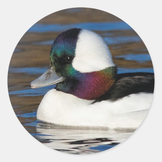 Sticker Rond Beau canard à tête de buffle à l'étang d'hiver (Devant)