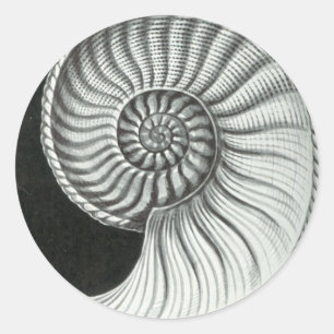 Sticker Rond Beau dessin au crayon d'ammonite d'Amaltheus
