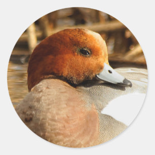 Sticker Rond Beau étranger en ville Eurasian Wigeon