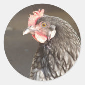 Sticker Rond Beau Hen Bleu (Devant)