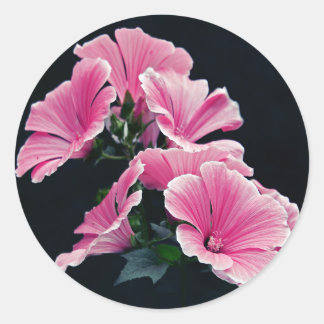 Sticker Rond Beau Jardin Rose Mallow Roses Fleurs