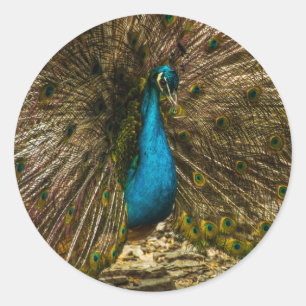 Sticker Rond Beau Peacock Bleu avec Plumes Open Tail
