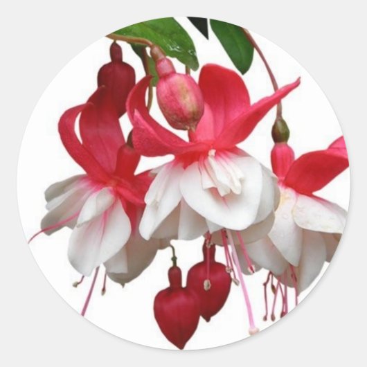 Sticker Rond Beau plante fuchsia suspendu (Devant)