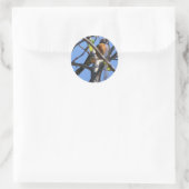 Sticker Rond Beau Robin dans l'arbre (Sac)