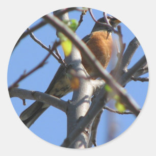 Sticker Rond Beau Robin dans l'arbre