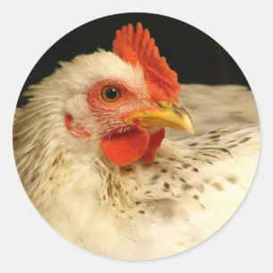 Sticker Rond Beau Rooster Blanc Avec Speckles Noirs