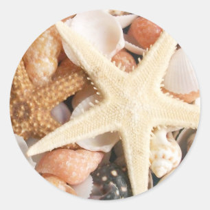 Sticker Rond Beaucoup de coquillages