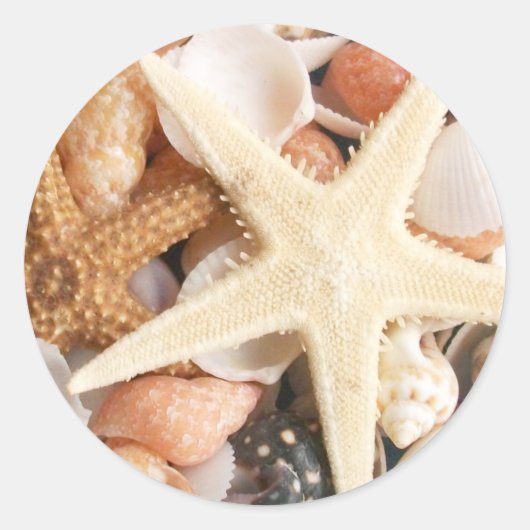 Sticker Rond Beaucoup de coquillages (Devant)