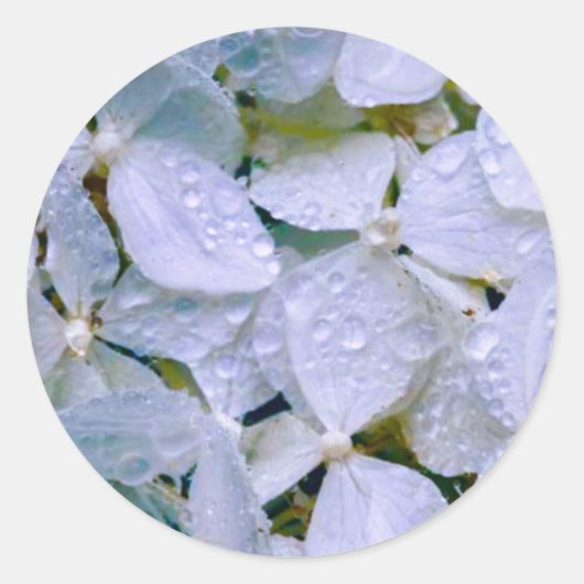 Sticker Rond Beauté blanche (Devant)