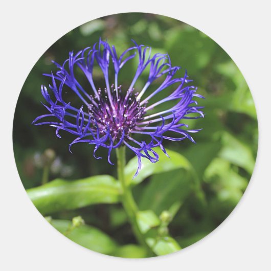 Sticker Rond Beauté bleue (Devant)