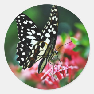 Sticker Rond Beautiful Butterfly on Red Flower
