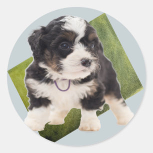 Sticker Rond Beautiful Green Bernedoodle Puppy