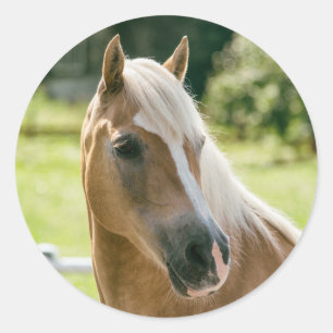 Sticker Rond Beautiful haflinger horse