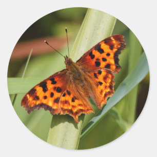 Sticker Rond Beautiful Orange Satyr Comma Butterfly