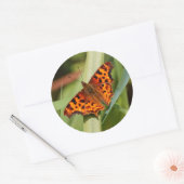 Sticker Rond Beautiful Orange Satyr Comma Butterfly (Enveloppe)