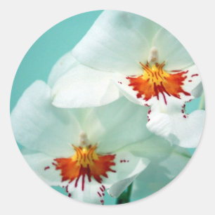 Sticker Rond Beaux chevalets d'orchidées tropicales