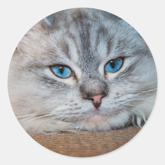 Sticker Rond Beaux yeux bleu chat (Devant)