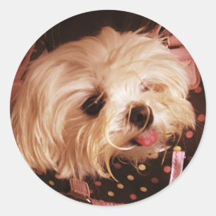 Sticker Rond Bébé dans un sac Chiot maltais