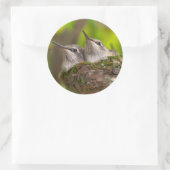 Sticker Rond Bébé hummingbirds (Sac)