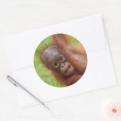 Sticker Rond Bébé Orangoutan Joy (Enveloppe)