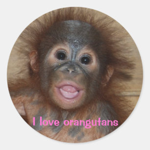 Sticker Rond Bébé orangoutan mignon