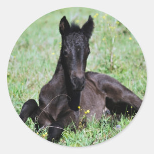 Sticker Rond Bébé poulain couché dans la prairie