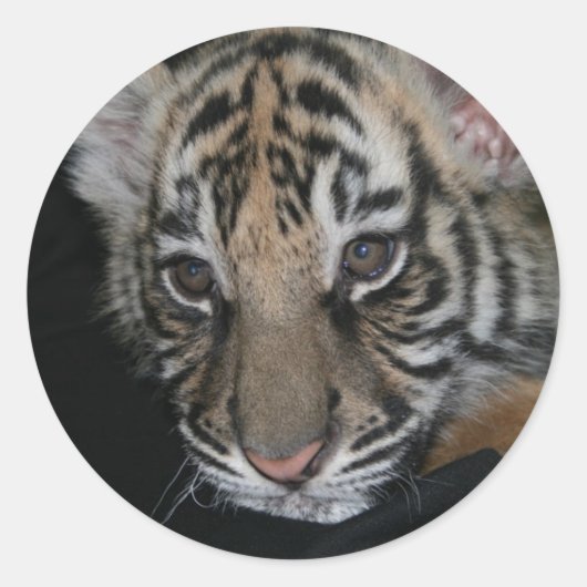 Sticker Rond Bébé tigre (Devant)