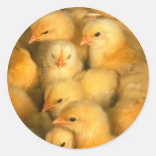 Sticker Rond Bébés Poulets poulets poulets poulets poulets poul