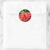 Sticker Rond Bee and coral zinnia (Sac)