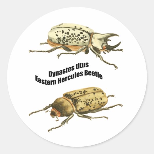 Sticker Rond Beetle d'Hercules de l'Est (Devant)