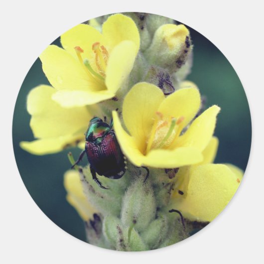 Sticker Rond Beetle sur Fleur Mullein Sauvage (Devant)