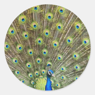 Sticker Rond Bel oiseau paon