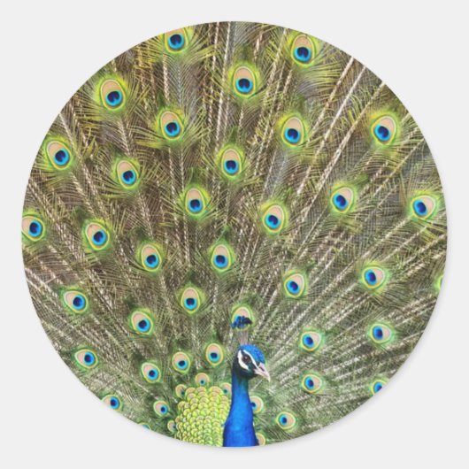 Sticker Rond Bel oiseau paon (Devant)