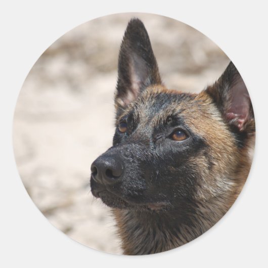 Sticker Rond Belge Malinois (Devant)