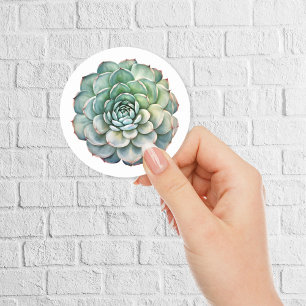 Sticker Rond Belle Aquarelle Succulente