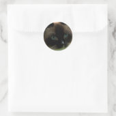 Sticker Rond Belle Chat Ragdoll (Sac)