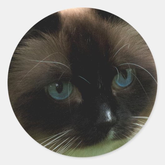 Sticker Rond Belle Chat Ragdoll (Devant)