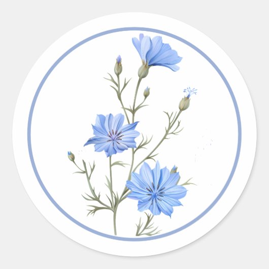 Sticker Rond Belle Chicorée Fleur Herbe Bleue Pervenche (Devant)