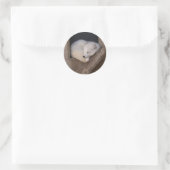 Sticker Rond Belle couche de Fox arctique (Sac)