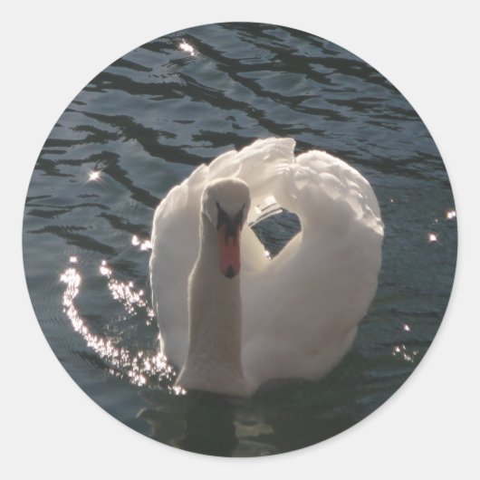 Sticker Rond Belle cygne blanc (Devant)