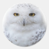 Sticker Rond Belle, Dreamy et Serene Snowy Owl (Devant)