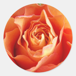 Sticker Rond Belle fleur de Rose orange