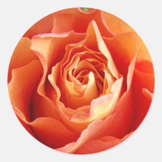 Sticker Rond Belle fleur de Rose orange (Devant)