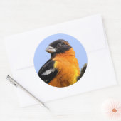 Sticker Rond Belle grêle à tête noire dans un arbre (Enveloppe)