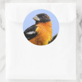 Sticker Rond Belle grêle à tête noire dans un arbre (Sac)