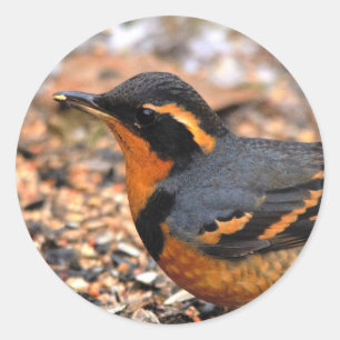 Sticker Rond Belle Grive variée sur le terrain neigeux